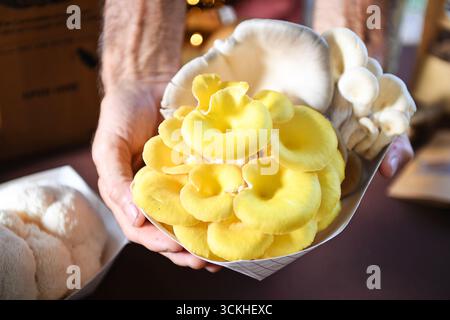Hände halten ein Tablett mit gelben und weißen Austernpilzen Stockfoto