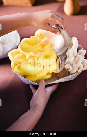 Hände halten ein Tablett mit gelben und weißen Austernpilzen Stockfoto