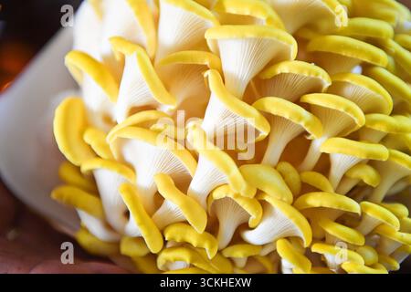 Nahaufnahme von Kiemen und Kappen an gelben Austernpilzgruppen Stockfoto