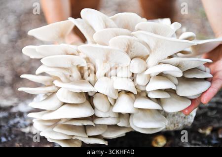 Hände halten eine große, dichte Gruppe weißer Austernpilze f Stockfoto