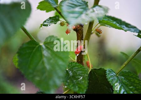 Reifende rote Maulbeeren auf Zweig mit Regentropfen Stockfoto
