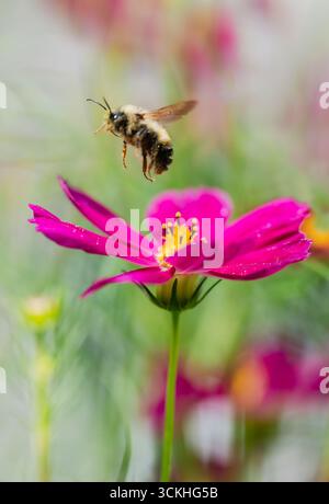 Nahaufnahme von Bienen, die am Sommertag von der Blume wegfliegen. Stockfoto