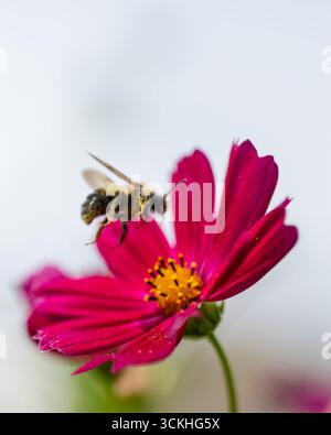 Nahaufnahme von Bienen, die am Sommertag von der Blume wegfliegen. Stockfoto
