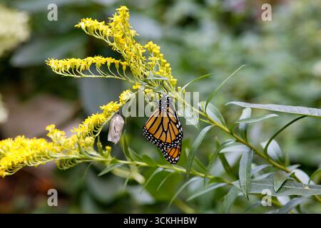 Monarch Butterfly, nachdem er aus einer Chrysalis auf Goldenrod aufgetaucht ist Stockfoto