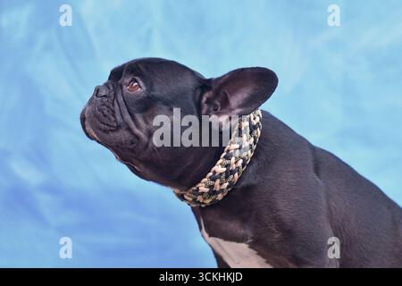 Schwarzer französischer Bulldog-Hund mit gewebtem Paracord-Kragen vor blauem Hintergrund Stockfoto
