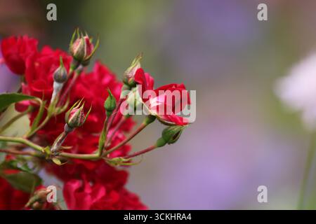 Rosen im Garten, in voller Blüte im Sommer. Stockfoto