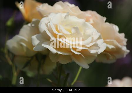 Rosen im Garten, in voller Blüte im Sommer. Stockfoto