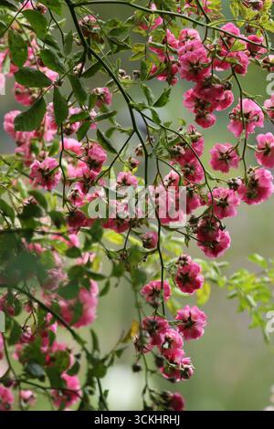 Rosen im Garten, in voller Blüte im Sommer. Stockfoto
