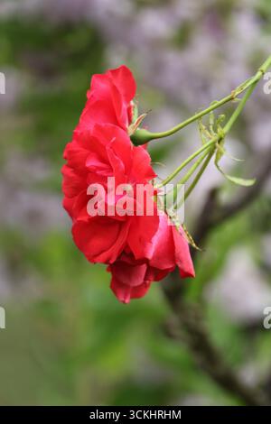Rosen im Garten, in voller Blüte im Sommer. Stockfoto