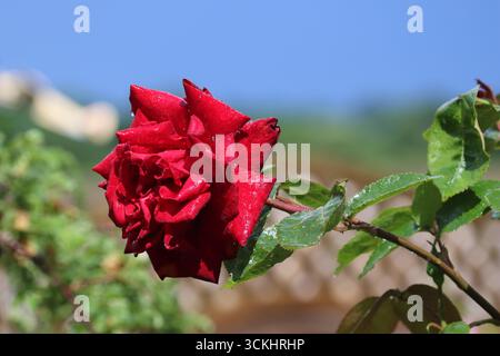 Rosen im Garten, in voller Blüte im Sommer. Stockfoto