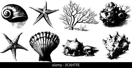 Vintage-Gravur Design Elements Kollektion von Muscheln und Meereslebewesen für Retro-Design. Stock Vektor