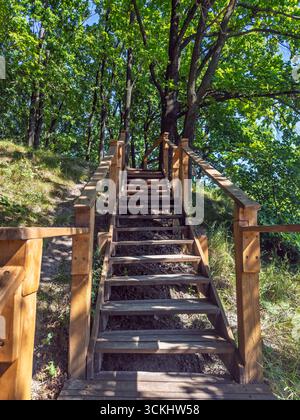 Holztreppe führt bergauf durch grünen Wald mit hohen Bäumen und üppigem Laub auf sonnigem Sommerwanderweg. Natürliche Holztreppe mit Stockfoto