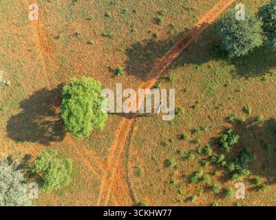 Aus der Vogelperspektive einer einsamen Giraffe auf einem staubigen Pfad, umgeben von kargem Grün und verstreuten Bäumen, Tumbeta Reserve, Thabazimbi, Südafrika. Stockfoto