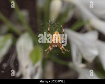 Gartenkreuzspinne (Araneus diadematus) wartet auf ihrem Radnetz zwischen weißen Blumen in einem Sommergarten. Stockfoto