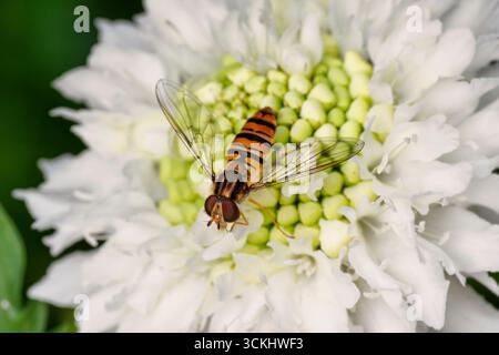 Marmeladen-Schwebfliege, Episyrphus balteatus, die am Nektar einer weißen Blume in einem Garten füttert. Stockfoto