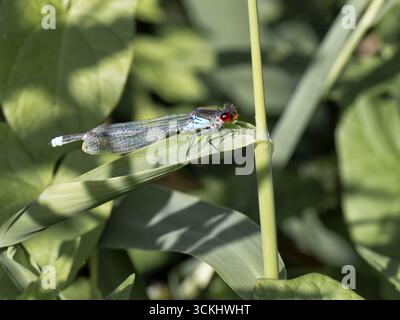 Rotaug-Libelle (Erythromma najas) ruht auf einem grünen Blattstiel, Seitenansicht. Stockfoto