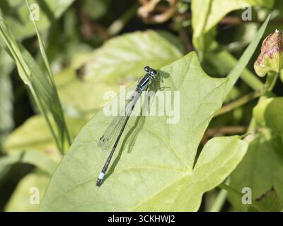 Eine Nahaufnahme eines männlichen Blaugrüneis (Ischnura elegans), der im natürlichen Sonnenlicht auf einem hellgrünen Blatt ruht. Stockfoto