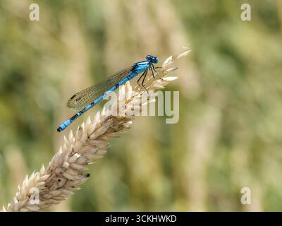 Gemeine Binsenjungfer (Enallagma cyathigerum) ruht auf einem Grashalm. Stockfoto