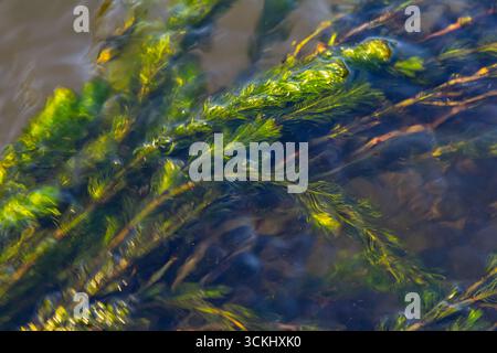 Ceratophyllum demersum Wasserpflanze in einem Bach. Stockfoto