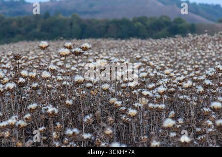 Mariendistel Samenkopf - lateinischer Name - Silybum marianum. Stockfoto
