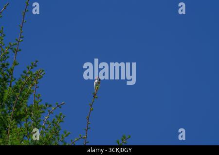 Europäischer Goldfink, der auf hohem Ast sitzt, mit klarem blauem Himmel Hintergrund Stockfoto