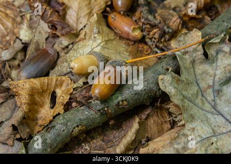Herbstliche Hintergründe auf dem Waldgrund liegen herbstliche Eichenblätter und reife Eicheln. Quercus robur, gemeinhin bekannt als Petiolateiche, Europäische Eiche. Stockfoto