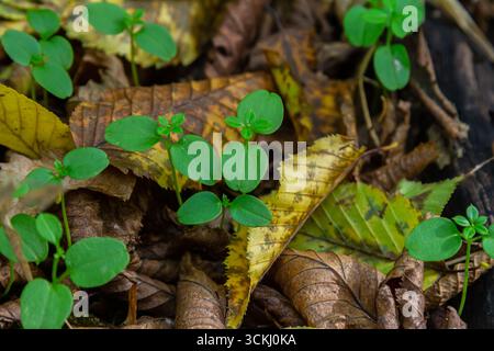In der Wildnis im Wald gekeimte Rosenkohl-Carpinus-betulus-Sprossen aus Samen. Stockfoto