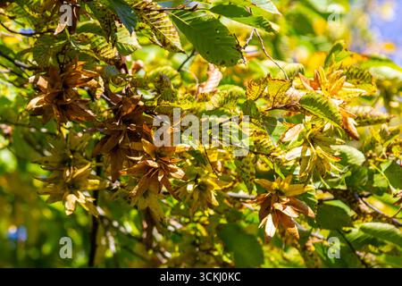 Ast einer Hainbuche Carpinus betulus mit herabhängender Blütenstände und Blättern im Herbst, ausgewählter Fokus, schmale Schärfentiefe, Kopierraum in der Unschärfe Stockfoto