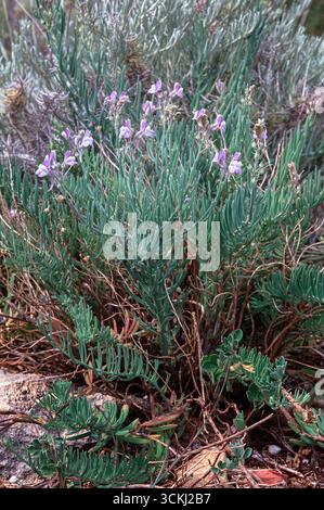 Toadflax von Capraia (Linaria capraria), Plantaginaceae. Immergrüne Staudenkraut, wilde Wildpflanze, endemisch im toskanischen Archipel, blaue Blume. Pian Stockfoto