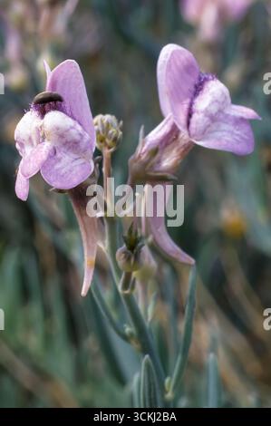 Toadflax von Capraia (Linaria capraria), Plantaginaceae. Immergrüne Staudenkraut, wilde Wildpflanze, endemisch im toskanischen Archipel, blaue Blume. Pian Stockfoto