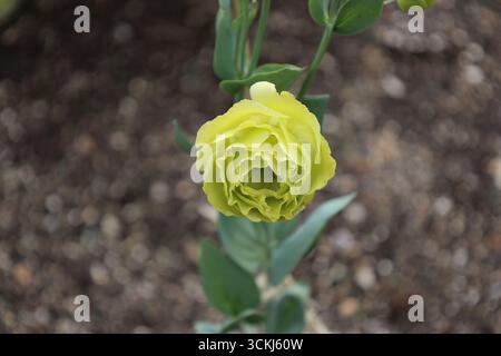 Große gelbe hellgrüne Blüte über kleinen spitzen Blättern Stockfoto