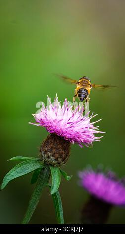 Streifenflügelige Dronefly, Eristalis horticola auf einem lila Knapweed, September 2025 Stockfoto