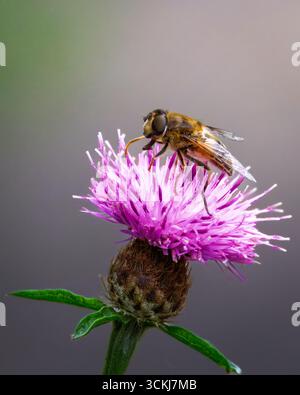 Streifenflügelige Dronefly, Eristalis horticola auf einem lila Knapweed, September 2025 Stockfoto