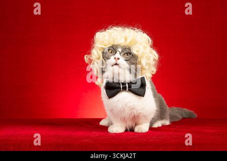 Eine Katze mit lockiger blonder Perücke, Brille und Fliege schlägt eine urkomische Pose Stockfoto
