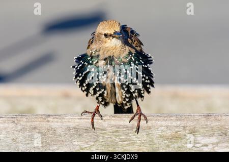 Ein junger gemeiner Star mit Rüschenfedern auf einer Holzstange. Stockfoto