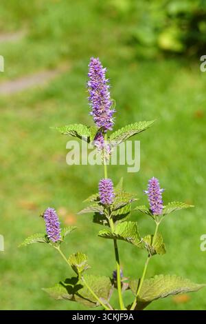 Nahaufnahme blühender Anishysop (Agastache foeniculum), Familie Lamiaceae. Holländischer Garten, Rasen im Hintergrund, September Stockfoto