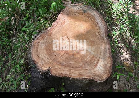 Hochwinkelansicht einer Schnittfläche eines Gummibaumstumpfes auf dem Boden in einem bewaldeten Bereich Stockfoto