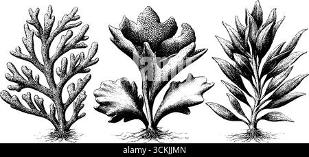Detailgetreue handgezeichnete Vintage-Gravur von Meerespflanzen: Wabensalat und Borstenwurzelgewirr. Stock Vektor