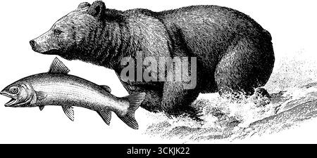 Handgezeichneter Vintage-Bär, der im rauschenden Bergbach Lachs fängt – Naturskizze für Retro-Design. Stock Vektor