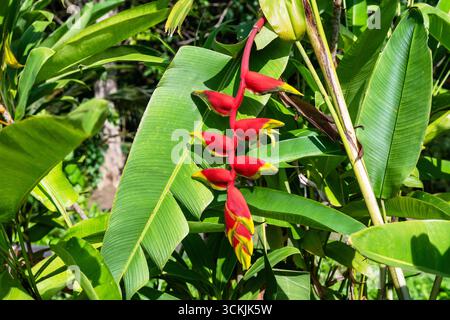 Blume von Heliconia rostrata auch als falscher Paradiesvogel bekannt Stockfoto