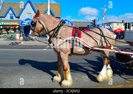 Das Blackpool Horse, das am 14. Mai 1894 für die Öffentlichkeit geöffnet wurde, wurde für eine Kutsche in Nordwestengland vorbereitet. 18. August 2025: Blackpool Horse Stockfoto
