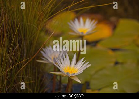 White Nymphaea Lotus blüht in einem ruhigen Teich 16619 Stockfoto