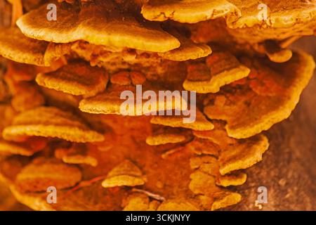 Haarige Halterung Stereum hirsutum 16596 Stockfoto