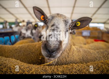 Kelso, Scottish Borders, Großbritannien. September 2025. Landwirte bereiten Widder für den jährlichen Kelso RAM Sales vor, der als der weltweit größte Widderverkauf gilt. Fast viertausend Widder/Schafe werden an dem Tag verkauft, der am Freitag, den 12. September im Springwood Park in Kelso in der schottischen Grenze stattfindet. Ein neugieriger Leicester-Widder mit blauem Gesicht wartet auf den Verkauf in seinem Stift. PIC Credit: phil wilkinson/Alamy Live News Stockfoto
