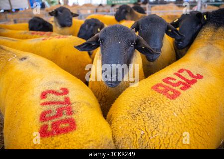 Kelso, Scottish Borders, Großbritannien. September 2025. Landwirte bereiten Widder für den jährlichen Kelso RAM Sales vor, der als der weltweit größte Widderverkauf gilt. Fast viertausend Widder/Schafe werden an dem Tag verkauft, der am Freitag, den 12. September im Springwood Park in Kelso in der schottischen Grenze stattfindet. Ein neugieriger Leicester-Widder mit blauem Gesicht wartet auf den Verkauf in seinem Stift. PIC Credit: phil wilkinson/Alamy Live News Stockfoto