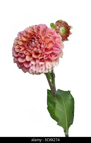 Pfirsichfarbene Kugel Dahlienblume in voller Blüte auf weißem Hintergrund Stockfoto