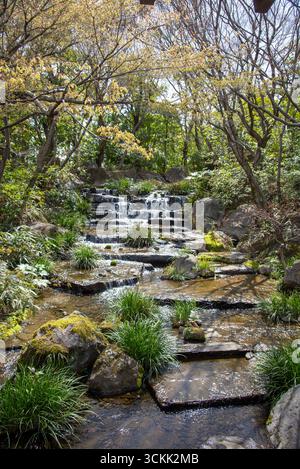 Kleiner Wasserfall in ruhiger japanischer Gartenanlage. Wasserfall umgeben von grünen Pflanzen und Felsen in einem japanischen Garten. Stockfoto