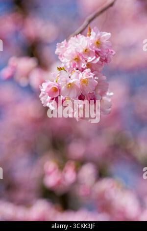 Eine Masse wunderschöner, rosa Kirschblüten vor einem hellblauen Himmel Stockfoto