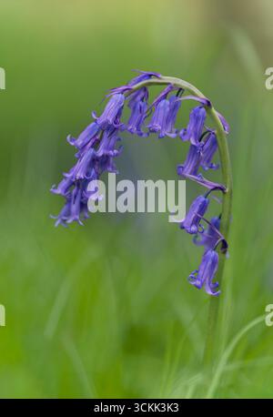 Eine einsame Blume von Bluebell (Hyacinthoides non-scripta), fotografiert vor einem üppigen, grünen Hintergrund Stockfoto