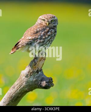 Eine kleine Eule (Athene noctua), die auf einem alten Ast thronte und auf die Kamera blickte Stockfoto